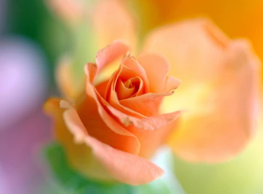 盛开的橙色玫瑰微距摄影电脑壁纸 2880x1800