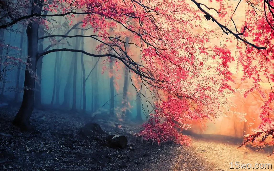 自然 森林 秋季 雾 幽径 树 大自然 高清壁纸