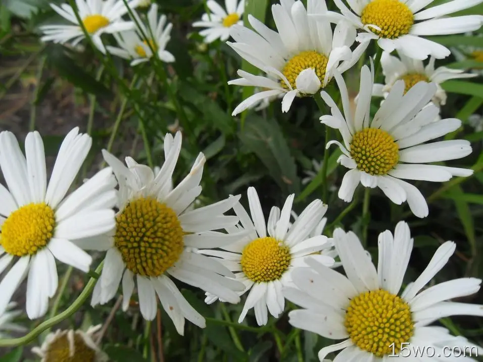 洋甘菊，白色的花朵，春天