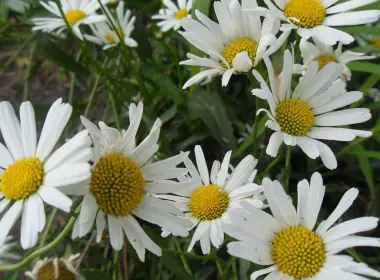 洋甘菊，白色的花朵，春天 2560x1920