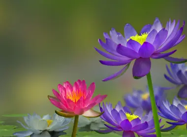 紫色和粉红色的睡莲，池塘，水，鸟 5120x2880