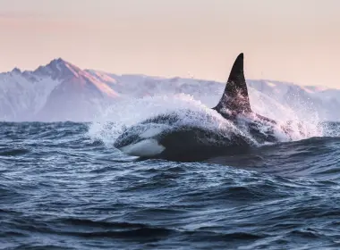 鲸鱼，海，波浪，飞溅 1920x1200