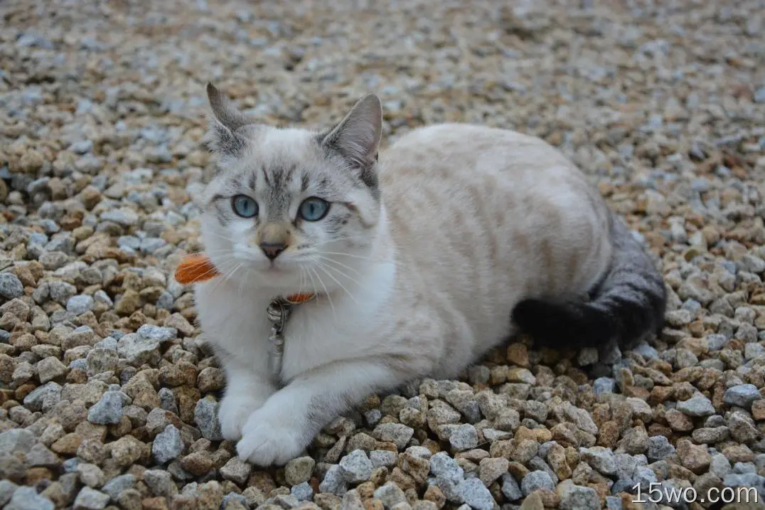 猫，可爱，石头，蓝眼睛