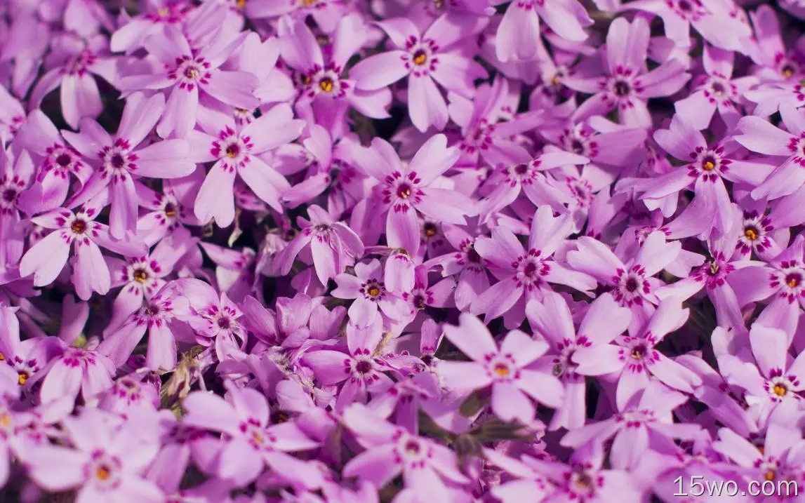 mt47紫罗兰花自然派对春花