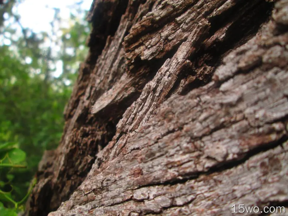 自然 特写 Bark 树 Close-Up Oak 高清壁纸