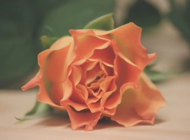 玫瑰，橙色，特写，花瓣，OMGDATANGLE 5472x3648