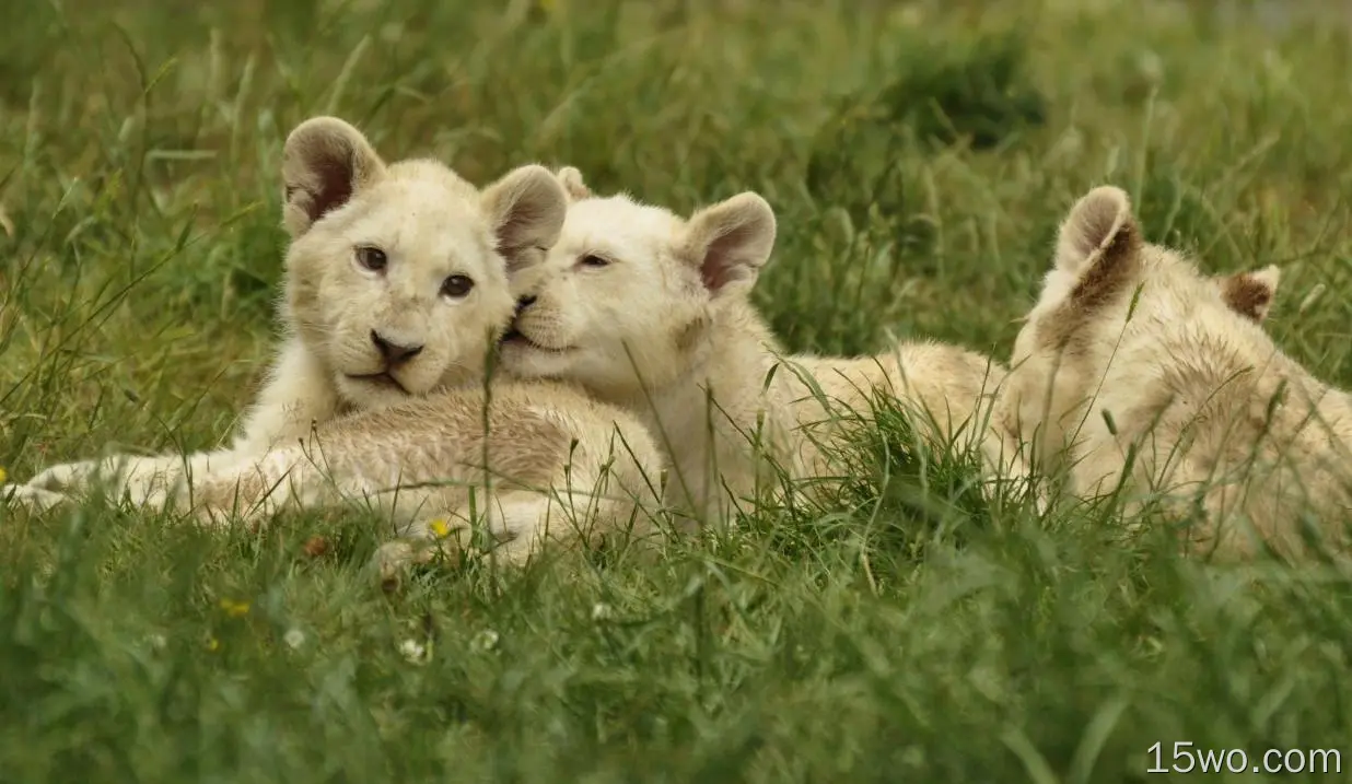 动物 White Lion 狮子 Baby Animal Cub Big Cat 高清壁纸