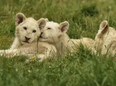 动物 White Lion 狮子 Baby Animal Cub Big Cat 高清壁纸 3564x2067
