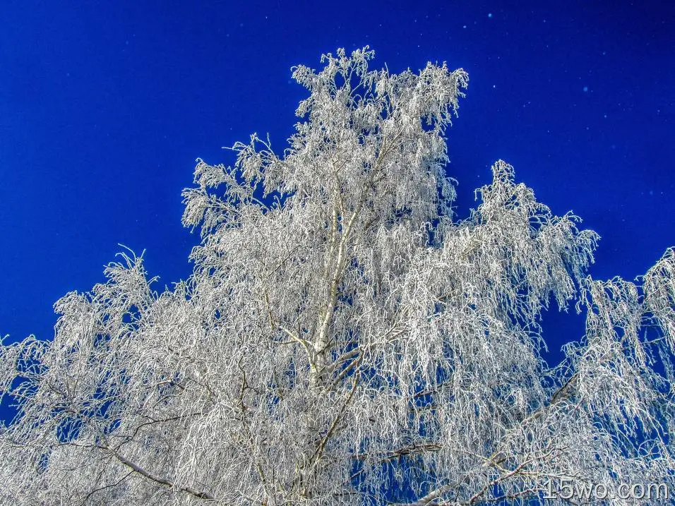 自然 冬季 树 高清壁纸