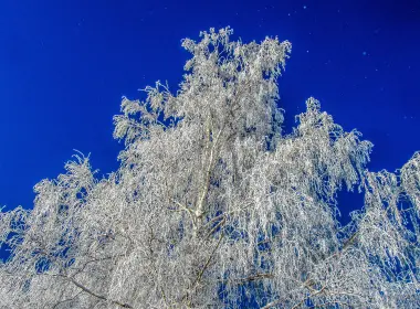 自然 冬季 树 高清壁纸 4320x3240