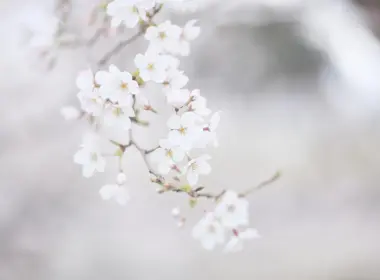 樱花、花瓣、春天、摄影 5616x3744