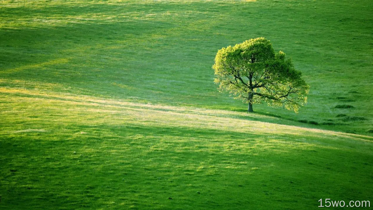 草地中的一棵树