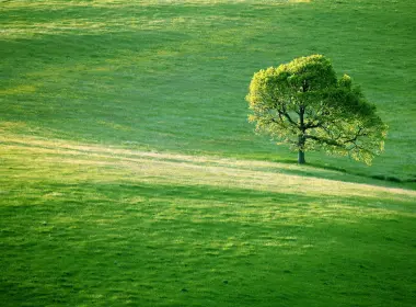 草地中的一棵树 3840x2160