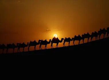 动物 骆驼 高清壁纸 1920x1200