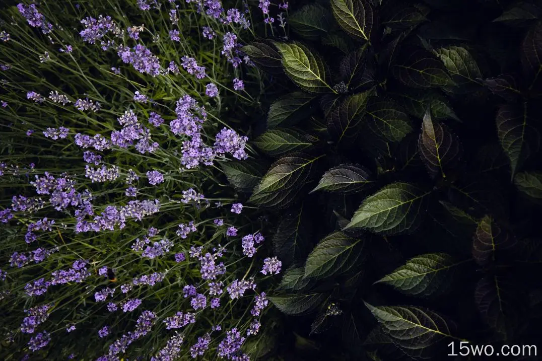 紫色薰衣草，俯视图，新鲜树叶