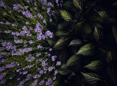 紫色薰衣草，俯视图，新鲜树叶 6720x4480