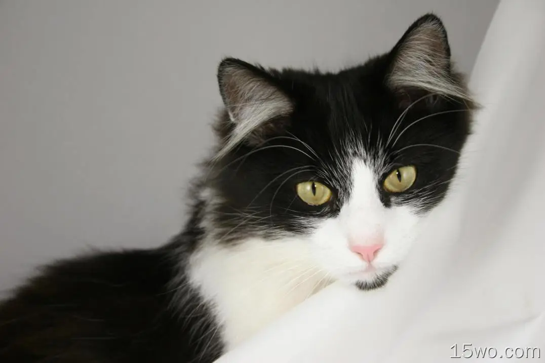 动物 猫 Tuxedo Cat Long Hair 高清壁纸