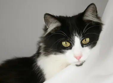 动物 猫 Tuxedo Cat Long Hair 高清壁纸 3504x2336