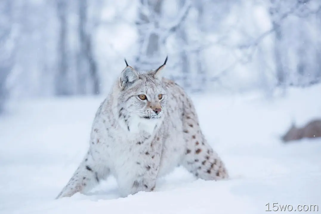 动物 猞猁 猫 冬季 Snow Big Cat Wildlife predator 高清壁纸