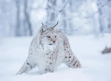 动物 猞猁 猫 冬季 Snow Big Cat Wildlife predator 高清壁纸 4500x3000