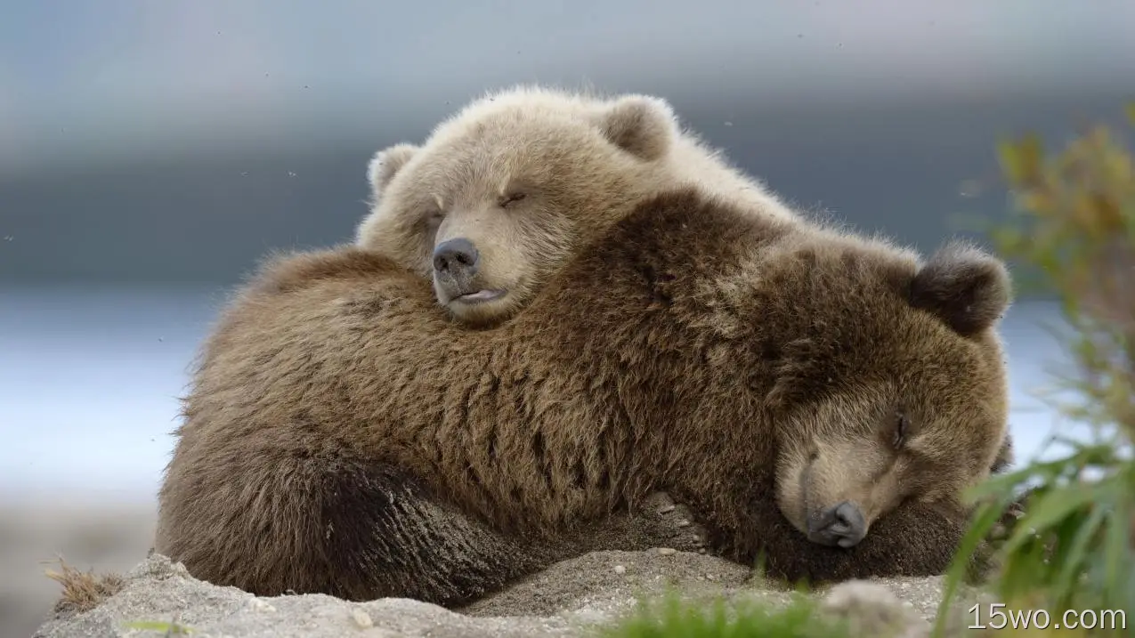 熊家族，小熊，可爱