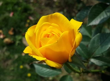 黄玫瑰、花瓣、叶子、花蕾 4128x2322