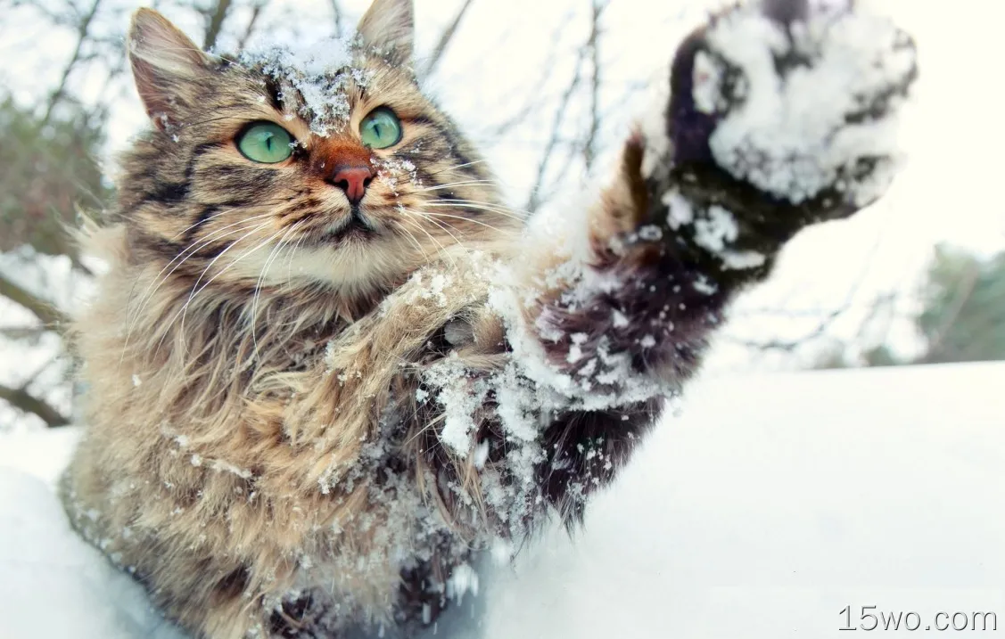 动物 猫 Pet Snow 冬季 高清壁纸