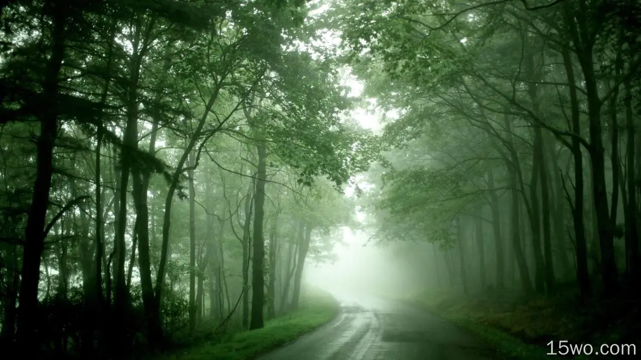 树林 道路 迷雾