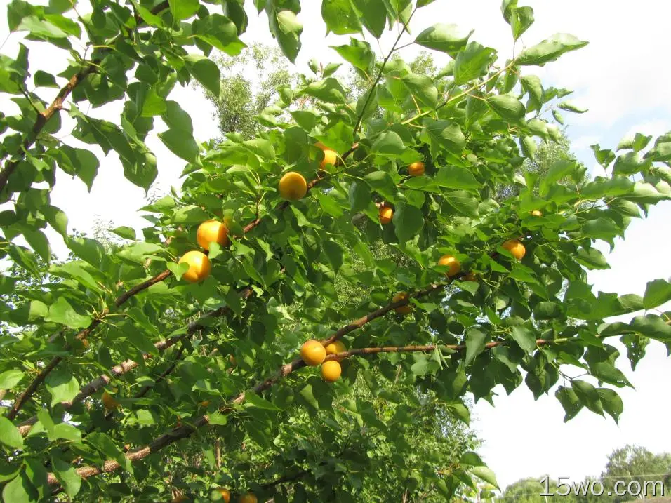 自然 Apricot Tree 树 高清壁纸