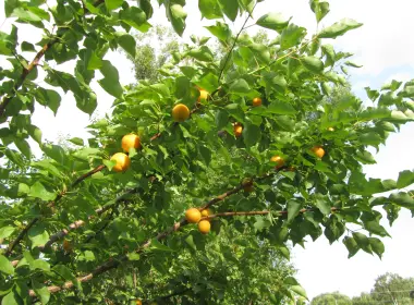 自然 Apricot Tree 树 高清壁纸 4320x3240