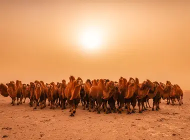 动物 骆驼 沙漠 高清壁纸 2048x1300