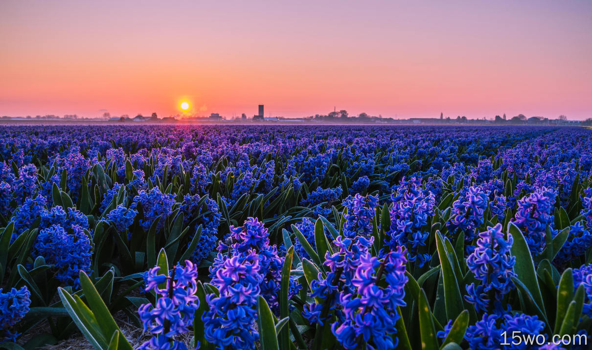 自然 Hyacinth 花卉 花 田野 Purple Flower 太阳 日落 高清壁纸