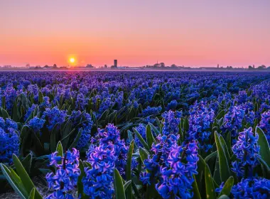 自然 Hyacinth 花卉 花 田野 Purple Flower 太阳 日落 高清壁纸 4000x2370
