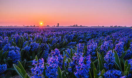 自然 Hyacinth 花卉 花 田野 Purple Flower 太阳 日落 高清壁纸 4000x2370