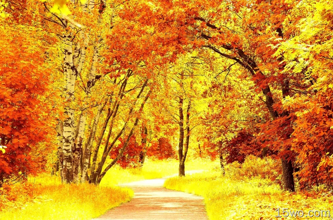 秋天，森林，道路，树叶