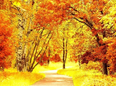 秋天，森林，道路，树叶 2560x1698