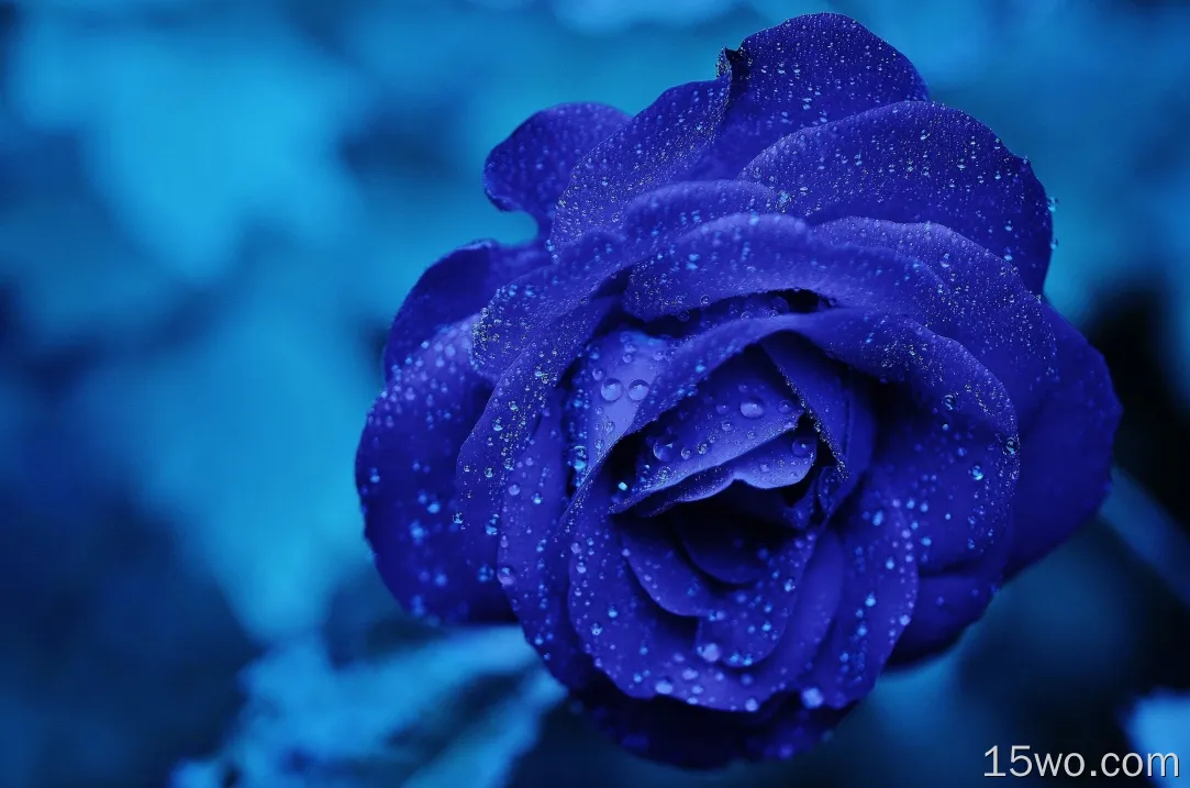 玫瑰、蓝色、水滴