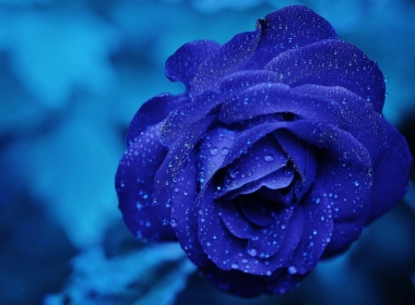 玫瑰、蓝色、水滴 4928x3264