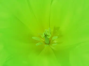 flower, green, bright, macro 4928x3264