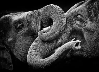 动物 大象 Monochrome 高清壁纸 2048x1416