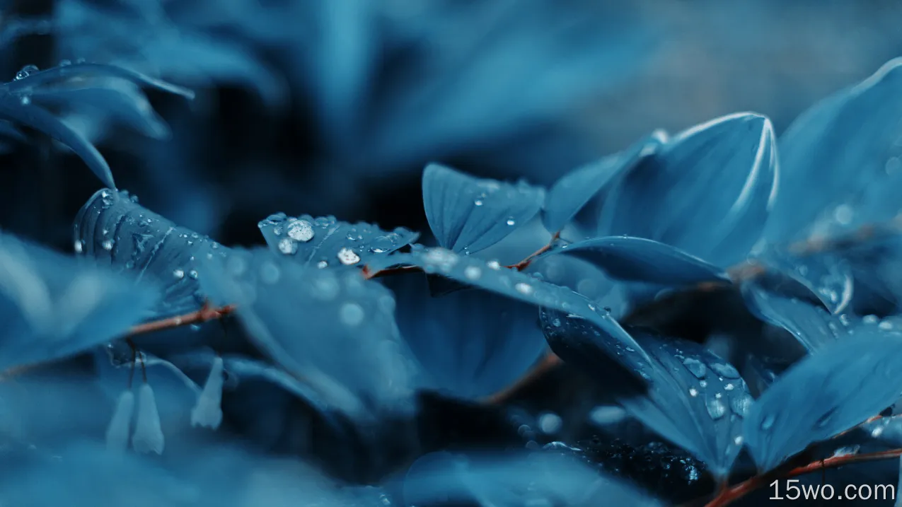 blue,plants,water drops,nature,photography,leaves,color correction,flowers,blurred,blurry background,closeup,macro