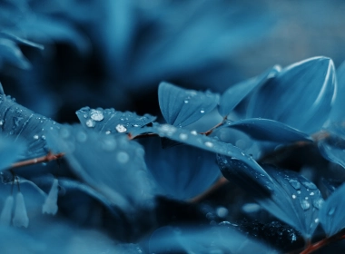 blue,plants,water drops,nature,photography,leaves,color correction,flowers,blurred,blurry background,closeup,macro 3840x2160