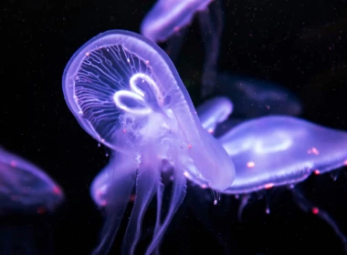 海洋深处的紫光水母 3840x2400