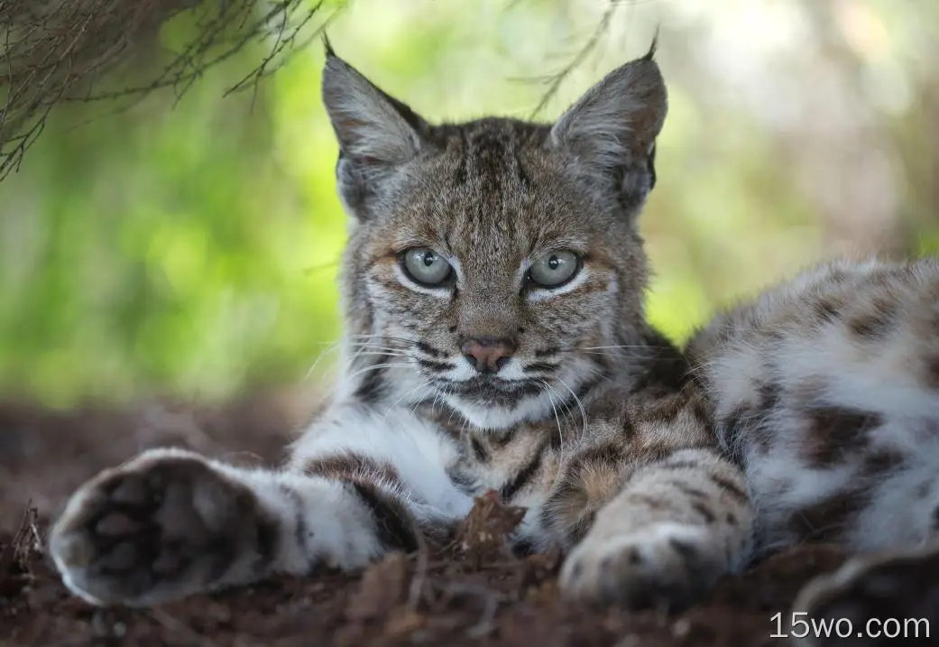 动物 猞猁 猫 Big Cat Wildlife predator 高清壁纸