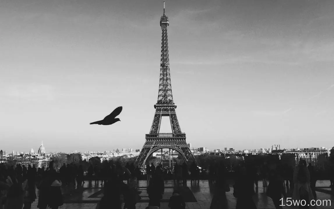 mu80巴黎埃菲尔铁塔之旅法国黑bw鸟