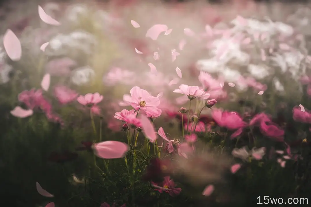 粉红色的花，风，花瓣，博克，摄影