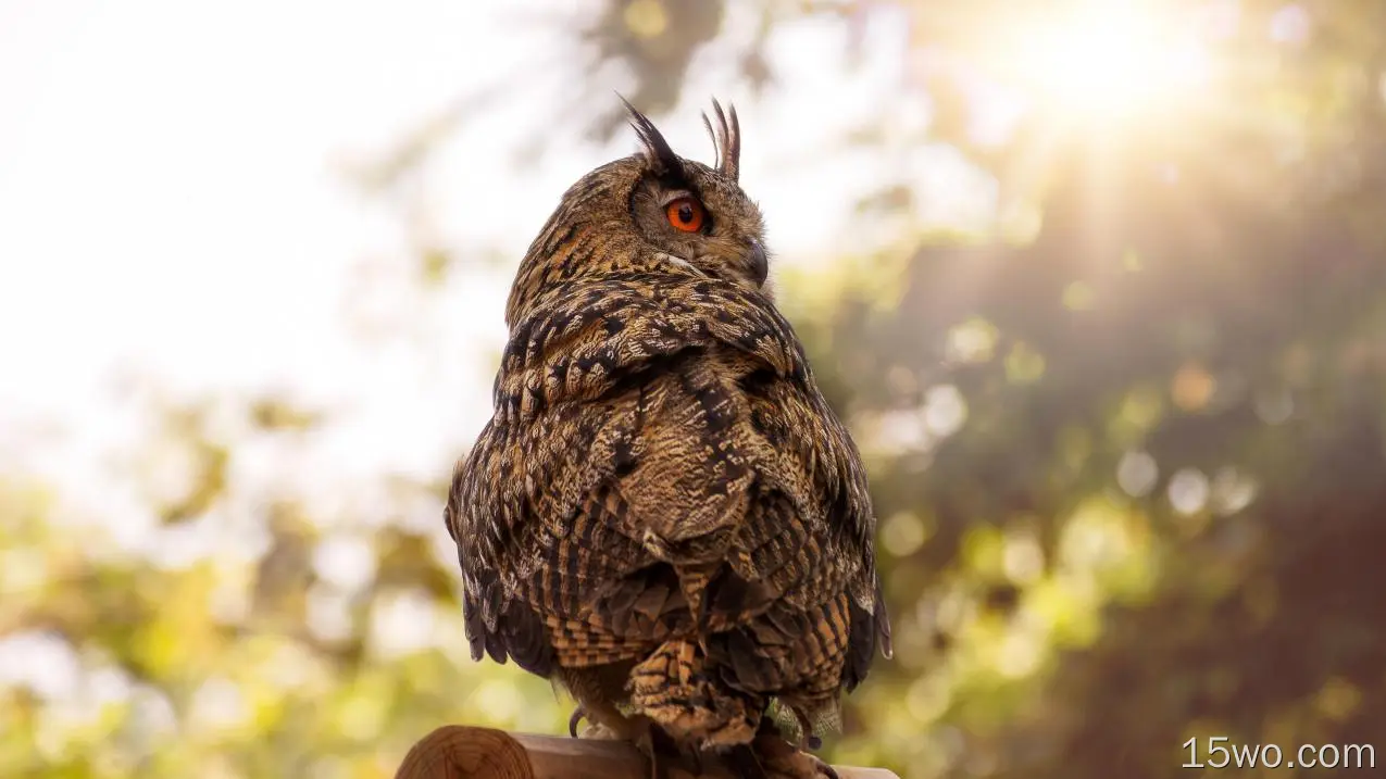 动物 猫头鹰 鸟 Eurasian Eagle-Owl Wildlife 高清壁纸