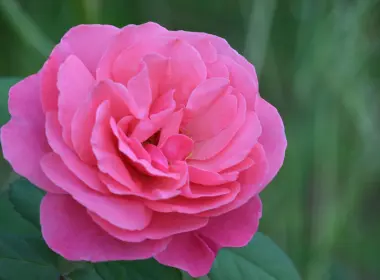 粉红色玫瑰，特写，花瓣，花蕾 4000x2649