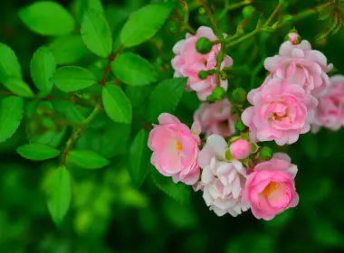 自然 玫瑰花丛 花卉 玫瑰 Pink Flower 花 叶子 高清壁纸 5018x3231