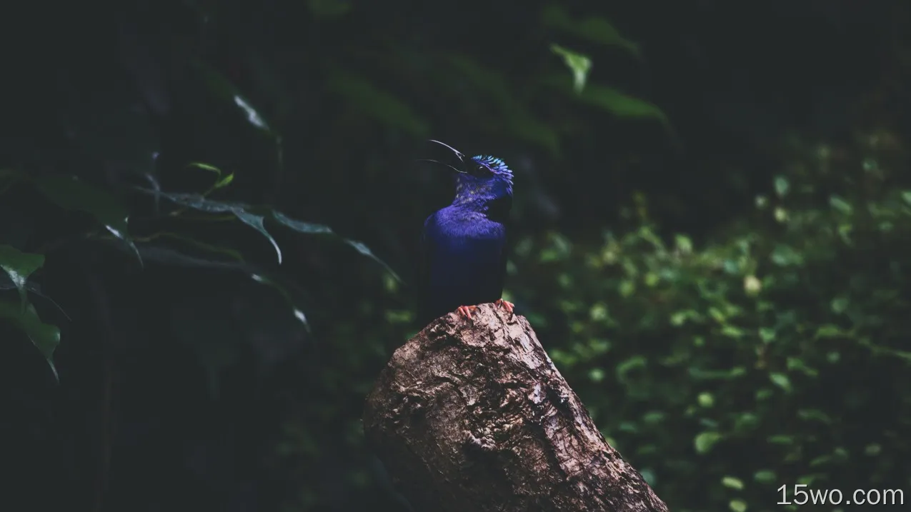 蓝色羽毛翠鸟，树桩
